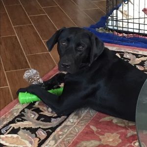 Meet your Posher, Tara